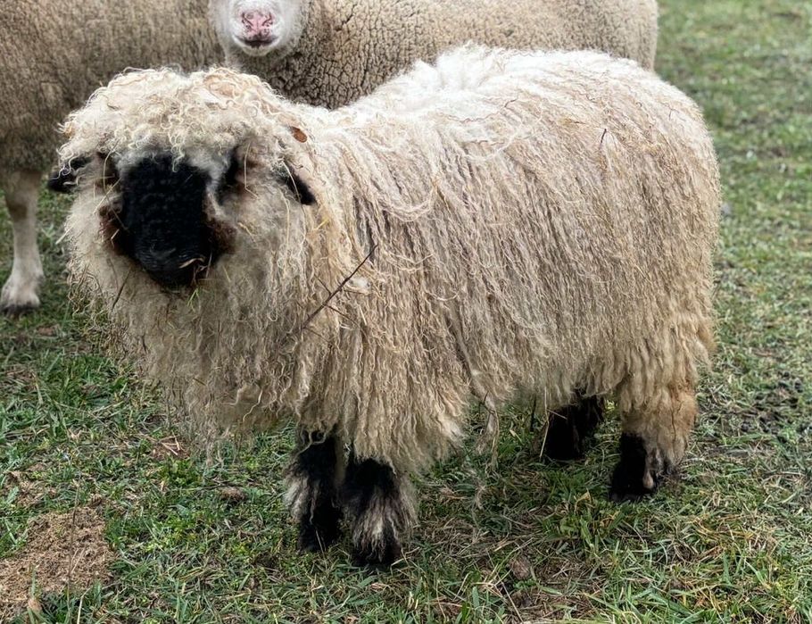 Валлійська чорноноса