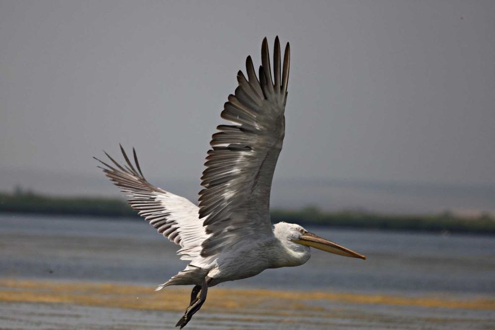 Sprzedam obiektyw Canon rf 600 mm