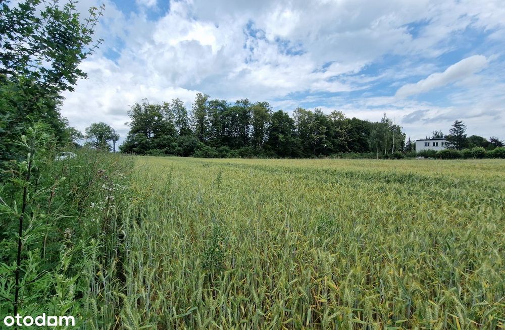 Działka budowlana 1990 m² z WZ – Przążewo, gm. Ciechanów