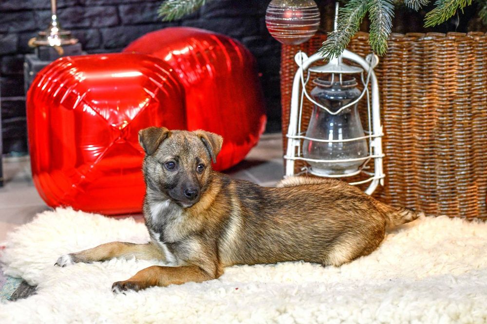 Крихітка в добрі руки