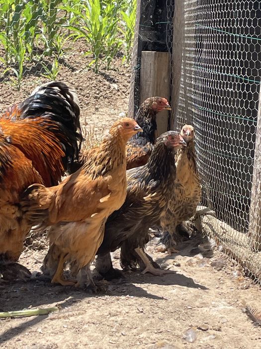 Galinhas Brahmas com 2 meses