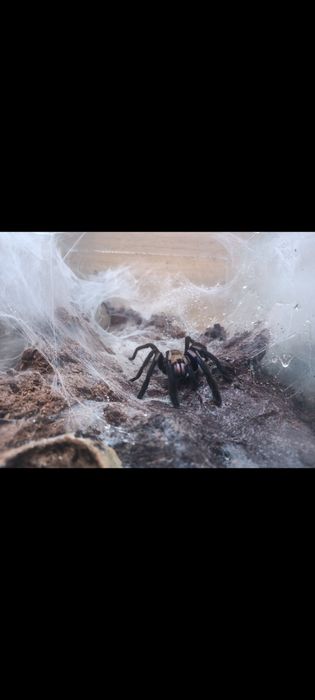 Ptasznik Ch. Natanicharum SAMICA