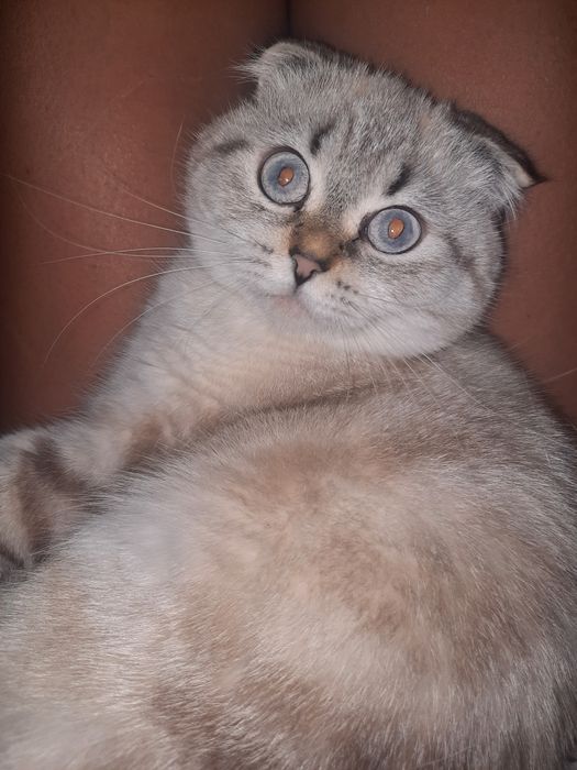 Шукаємо котика для в'язки.