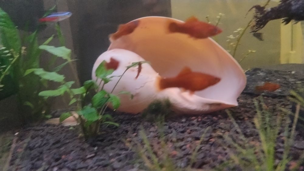 Młode rybki  Mieczyki Hellera