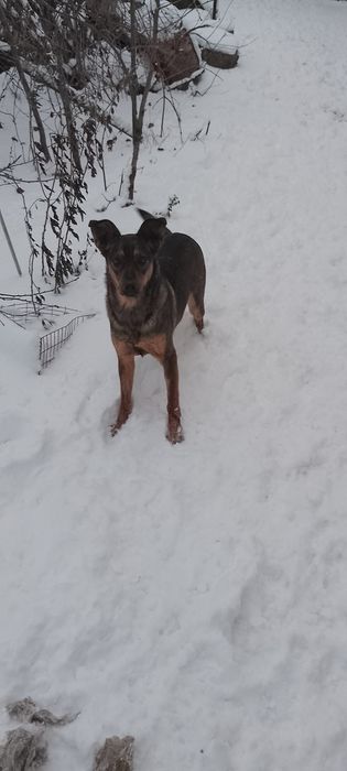 Карамелька стерилізована один рік