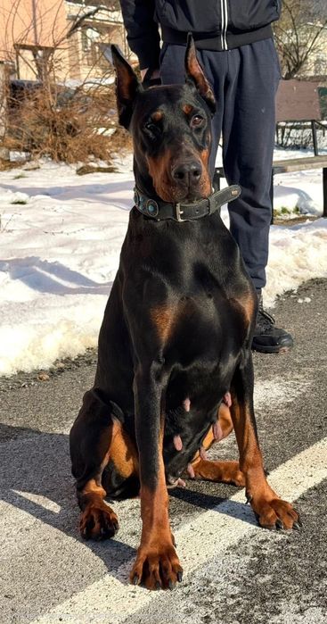 Doberman suczka 3,5 letnia