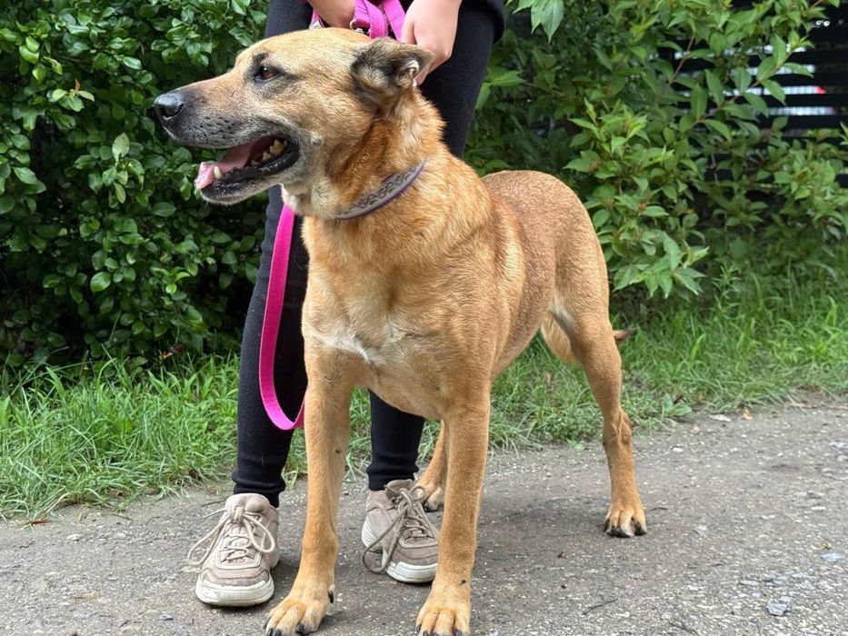 Wspaniały Rysiu do adopcji