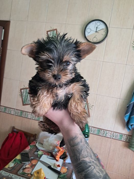 Продам  цуценя йорка.