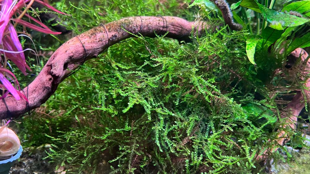 Rośliny akwariowe z przycinki