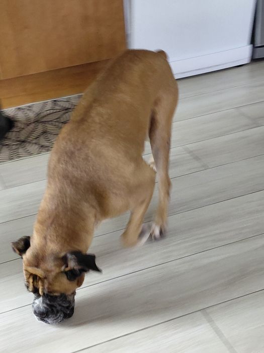 Bessy- cadela de porte médio para adoção (boxer)