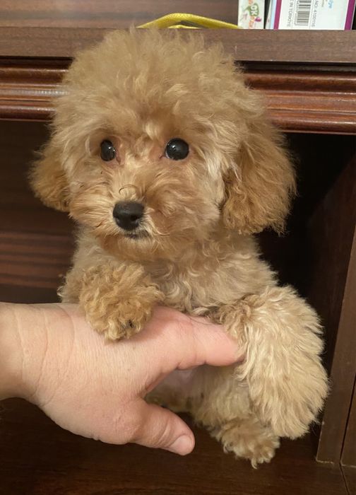 Девочки и мальчики той пудель