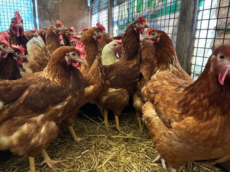 Kury nioski 24 tygodni już się niosą