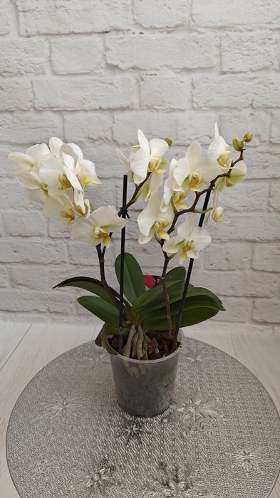 Орхідеї Квіти Сорт Дикий кіт Бамбула Бронзовий будда Пиріг Роттердам