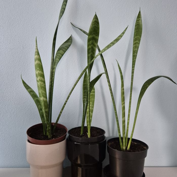 Sansewieria zeylanica fan 3 sztuki wężownica języki teściowej