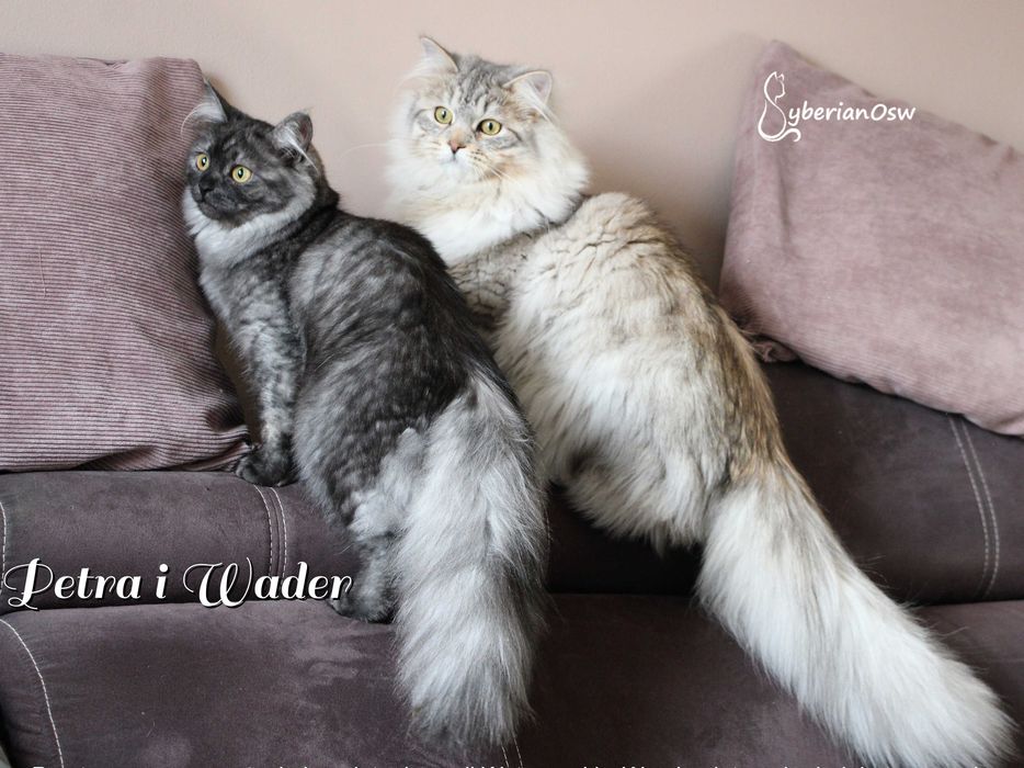 SAVITR Sib Black Silver Mackerel Tabby
