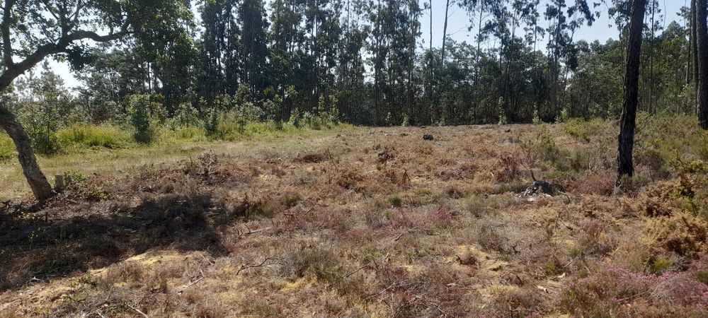 Oportunidade única de um ótimo investimento, Terreno rústico com 800m2