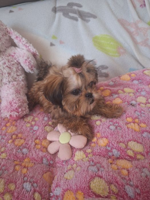 Hugo piekny mini chlopczyk Shih Tzu/ domowa hodowla