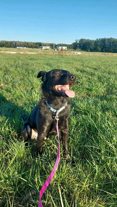 Wspanialy Mentos gotowy do adopcji