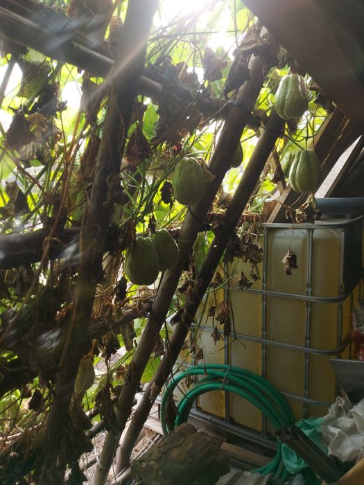 100 kg  chuchus caseiros biogicos legume muito bom para a saúde