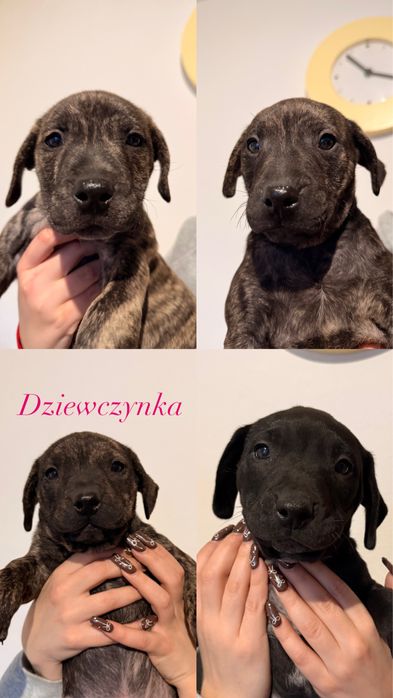 Odam pieski  w dobre ręce!!