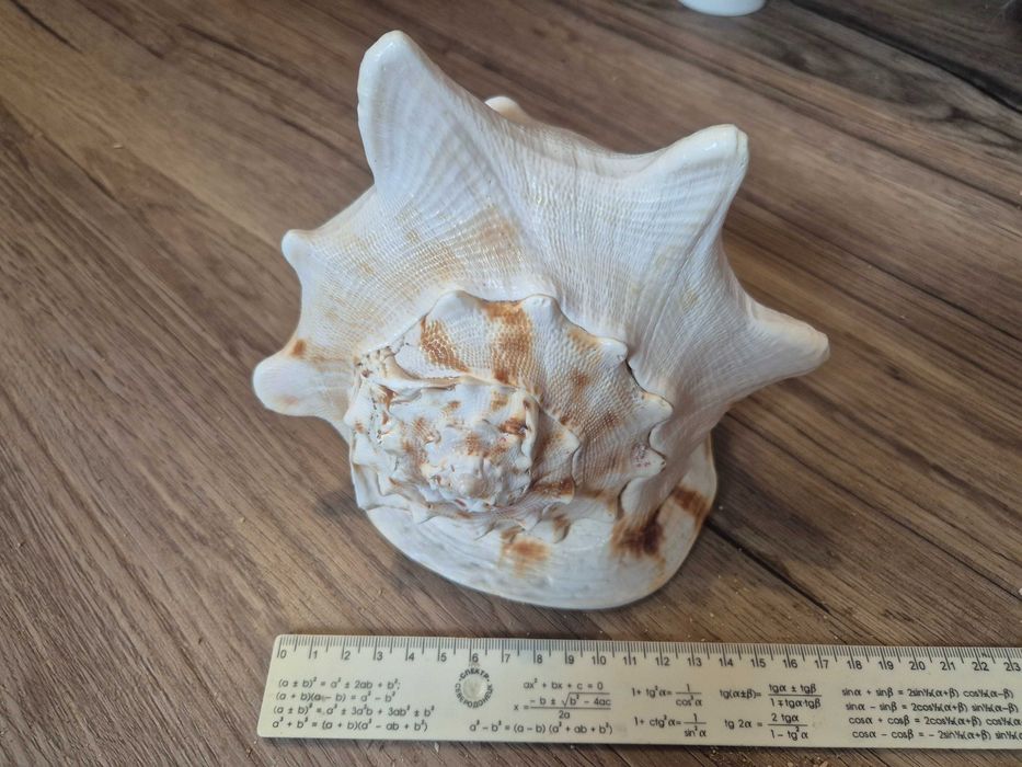 Duża muszla morska Cassis Cornuta nr 4 + GRATISY