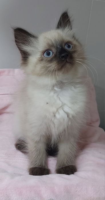 Котята Невские маскарадные