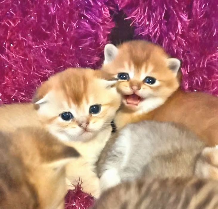ШИКАРНИЙ котик жде дівчаток.