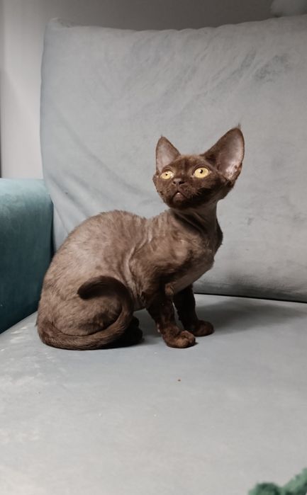 Kotka Devon rex czekoladowa do hodowlii rodowód FPL