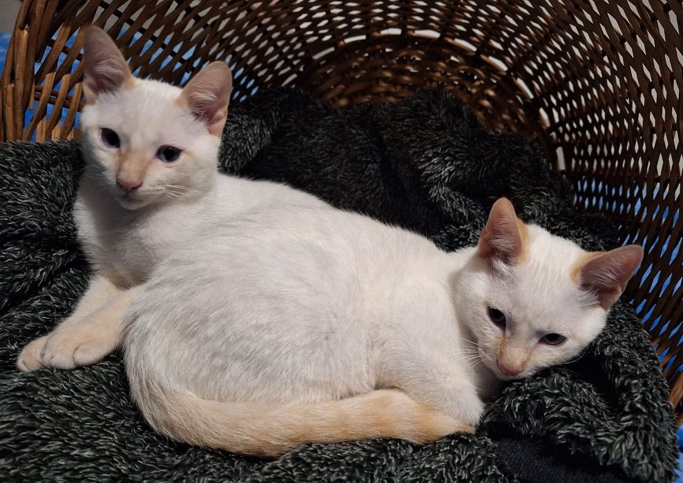 Gatinhos para Adopção Responsável