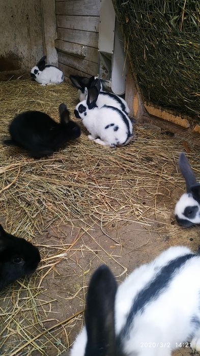 Самці  самки  німецького строкача 2-3 місяці.