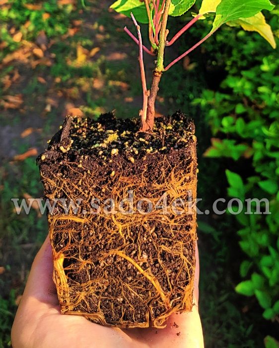 Актинідія (міні-ківі). 1-2-3-4 річні саджанці.