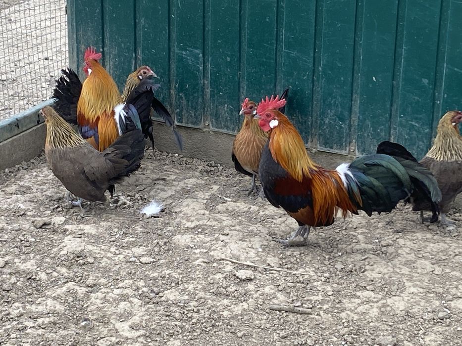 Karzełki holenderski parki kury ozdobne 2025 rok