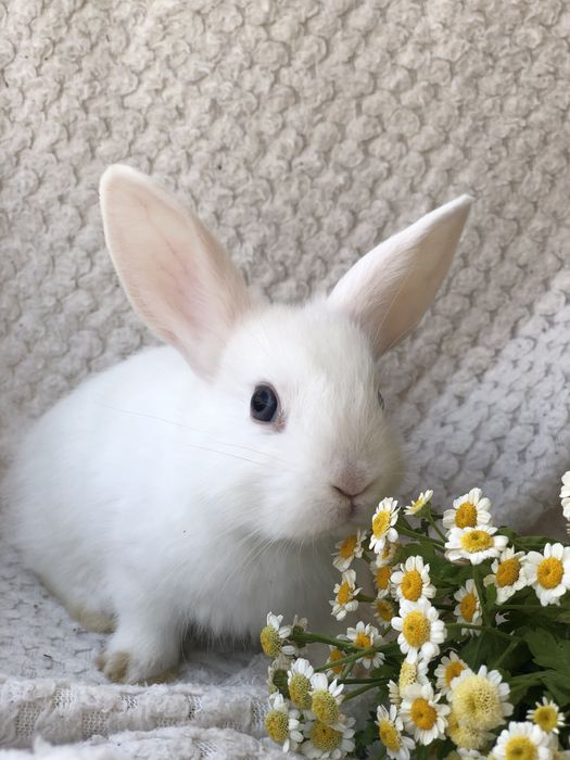 Декоративные ручные кролики Одесса