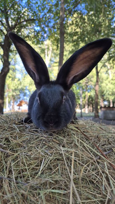 Продам кролика хлопчика