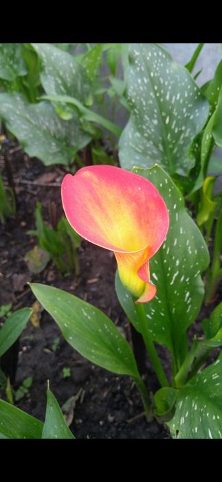 Калла сорту Marning sun