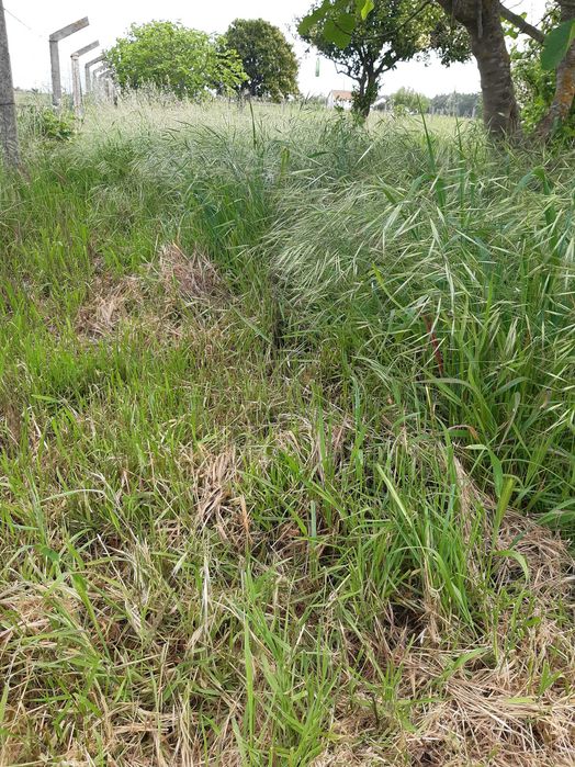 Limpeza de terrenos