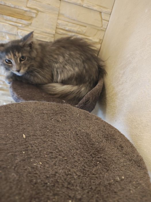 Maine coon kotka