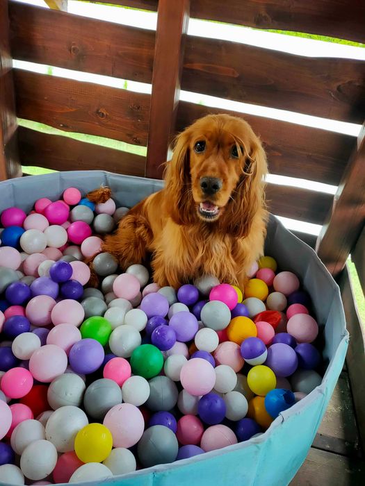 Cocker spaniel do adopcji