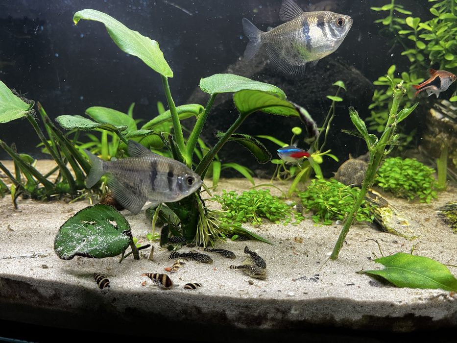 Małe młode  Glonojady (Zbrojnik Pospolity)  sprzedam