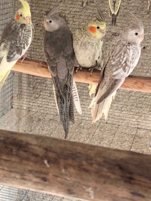 Várias aves de 2026