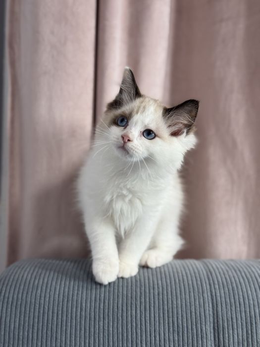 Kotka Ragdoll seal bicolour n03 FPL