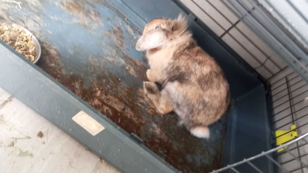 Trio de coelhos mini lop bellier