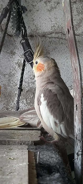 Papugi Nimfy – samce i samice na sprzedaż