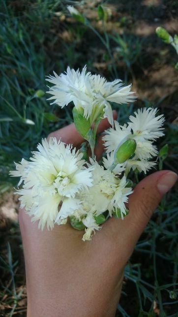 Гвоздика пахуча багаторічна