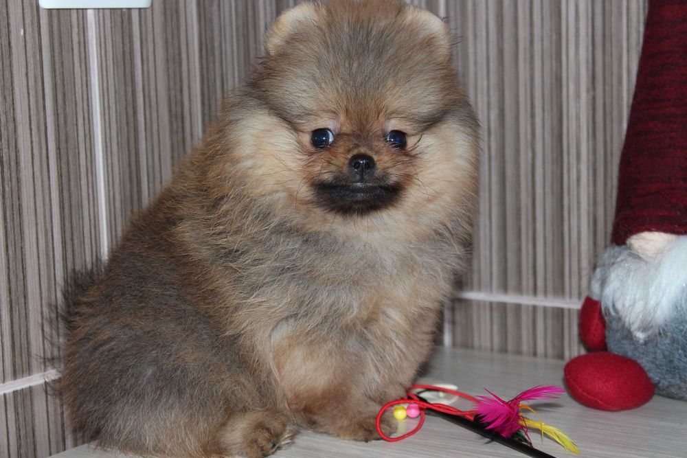 Маленькие комочки любви