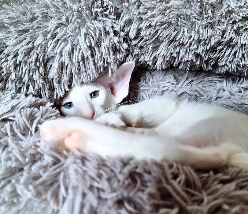 Ориентальные котята