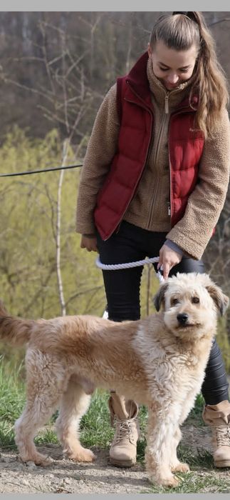 Piękny samiec do adopcji 14kg
