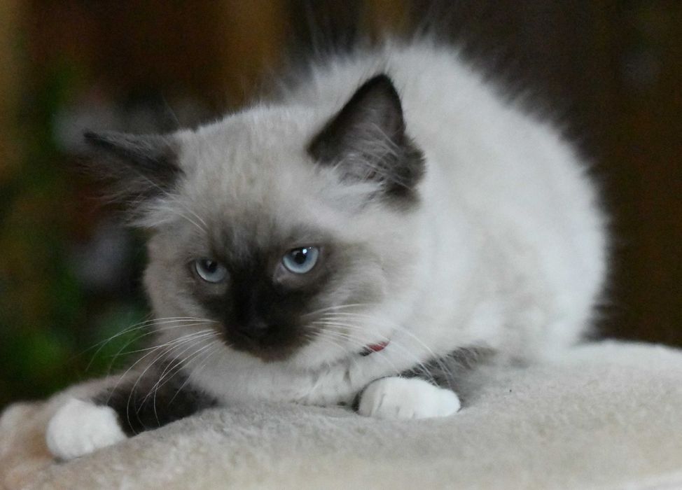 Ragdoll kotka seal mitted