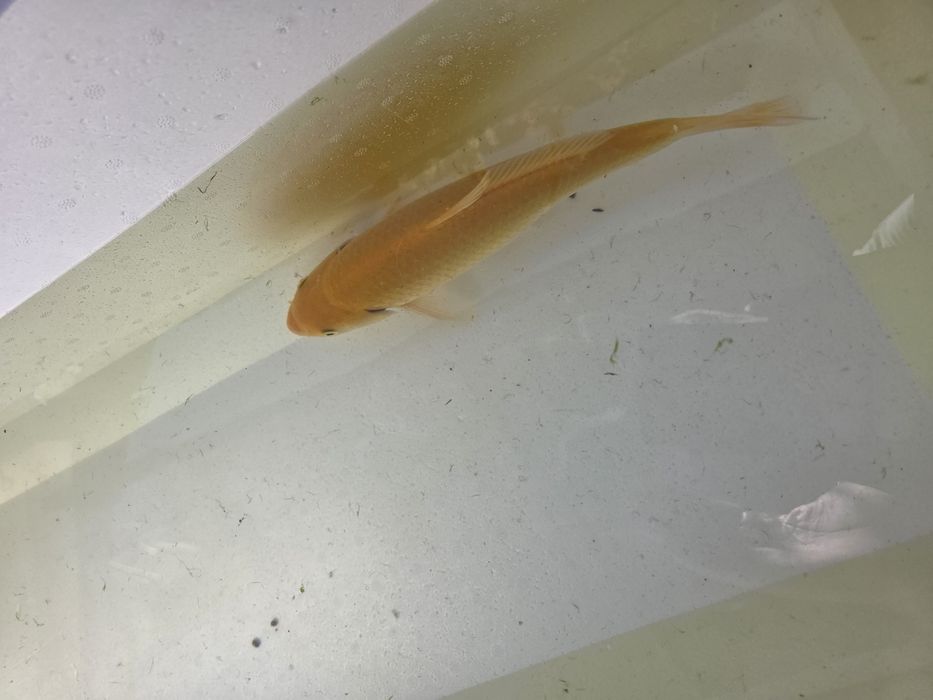 Carpa koi japonesa