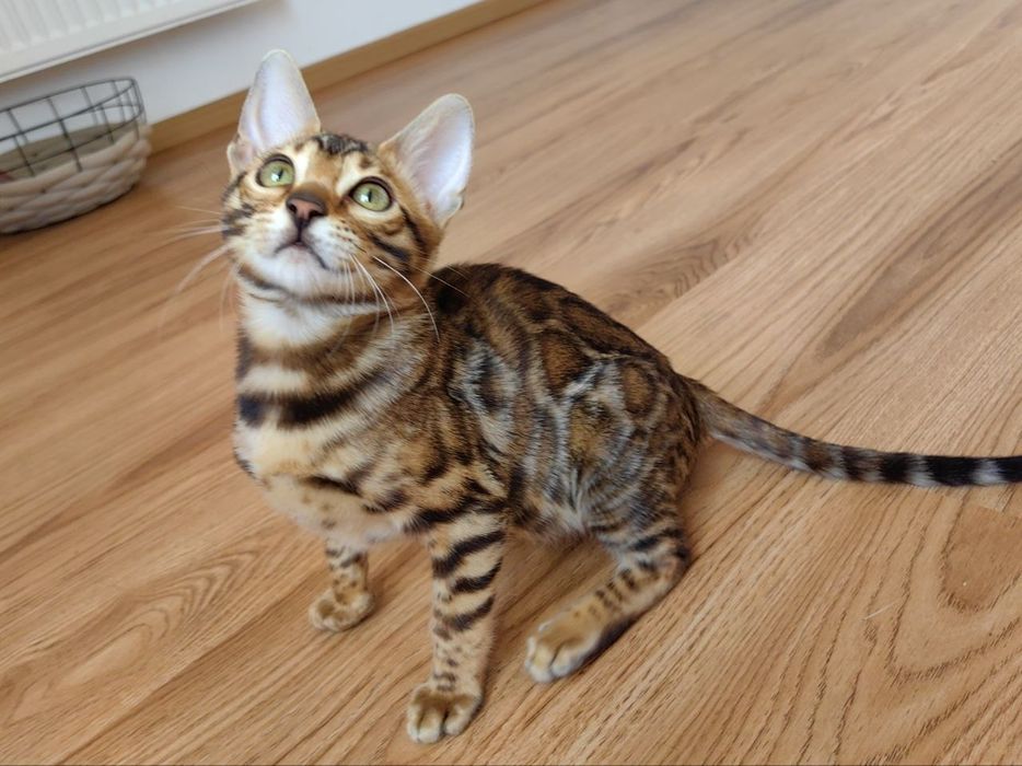 Kotek Bengalski - Rodowód I Piękne